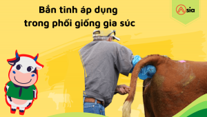 Ban-tinh-ap-dung-trong-phoi-giong-gia-suc