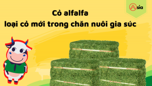 Co-alfalfa-loai-co-moi-trong-chan-nuoi-gia-suc