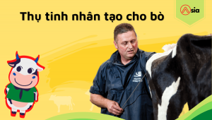 Thu-tinh-nhan-tao-cho-bo