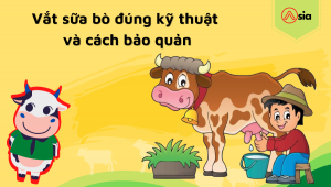 Vat-sua-bo-dung-ky-thuat-va-cach-bao-quan