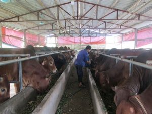 Thuoc-tang-trong-cho-bo-1