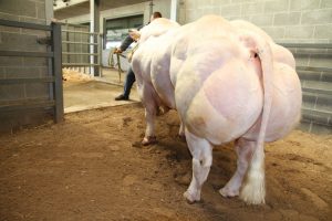 Rejoui-d-argenton-be 456599139