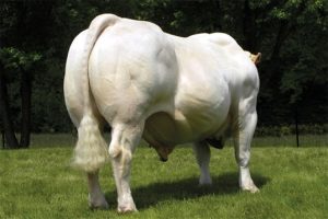 Bo Phap Truong Thanh