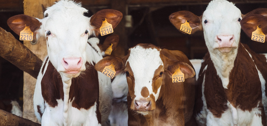 Dung-cu-chan-nuoi-bo