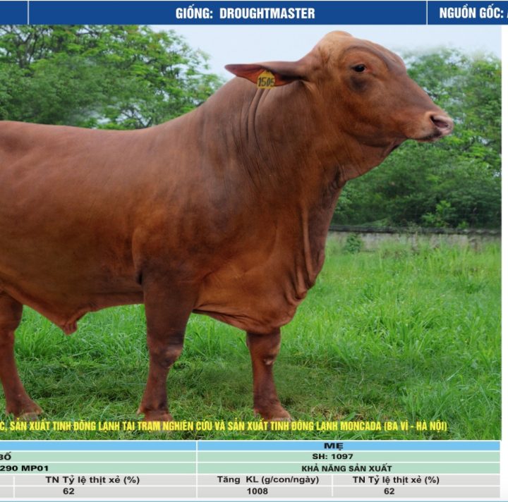 Tinh-bo-droughtmaster-vn-dr-1505