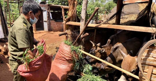 ‘báo động đỏ’ Bệnh Viêm Da Nổi Cục ở Bắc Tây Nguyên_6129f5d01ef53.jpeg