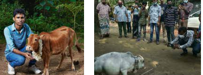 Bò Tí Hon Gây Hiếu Kỳ ở Bangladesh, Ấn Độ_6129f667a6e42.jpeg