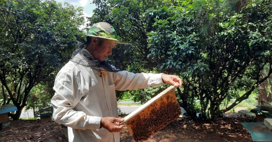 Hiệu Quả Nghề Nuôi Ong Mật ở Tiên Yên_6129f5736cb64.jpeg