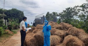 Hỗ Trợ Rơm Khô Nuôi Bò Cho Khu Vực Phong Tỏa Covid-19_6129f65c761be.jpeg