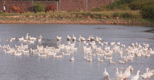 Cúm Gia Cầm A/h5n8 Lần đầu Xuất Hiện ở Quảng Trị_6139c85b2049e.jpeg