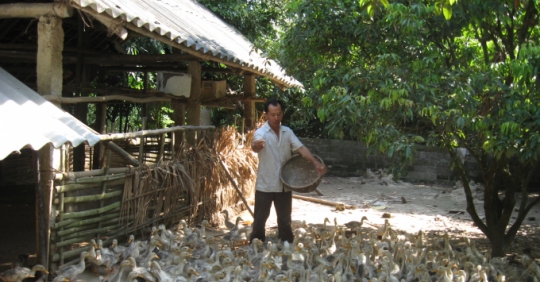 Gia Cầm Khó Tiêu Thụ, Người Nuôi Giảm đàn_6139c8fb821ed.jpeg