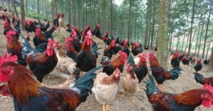 Giống Gà Nội Thuần Nhất_6139c8414dda3.jpeg