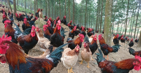 Giống Gà Nội Thuần Nhất_6139c8414dda3.jpeg