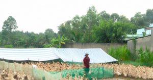 Nuôi Vịt đẻ Sống Khỏe Mùa Covid_6139c8359a8d6.jpeg