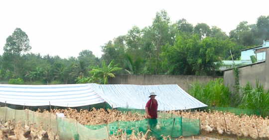 Nuôi Vịt đẻ Sống Khỏe Mùa Covid_6139c8359a8d6.jpeg