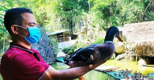 Vịt Cổ Lũng Hút Khách Du Lịch_6139c82fa1d2f.jpeg