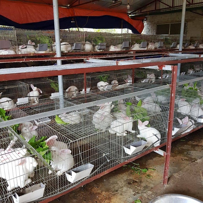 Tổng hợp 93 hình về mô hình chuồng trại nuôi thỏ  NEC