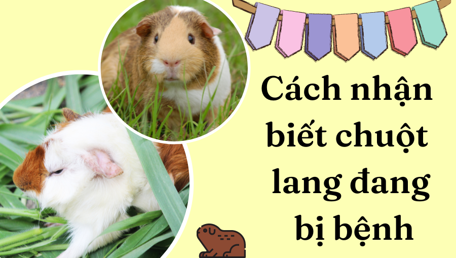 Cách Nhận Biết Chuột Lang đang Bị Bệnh