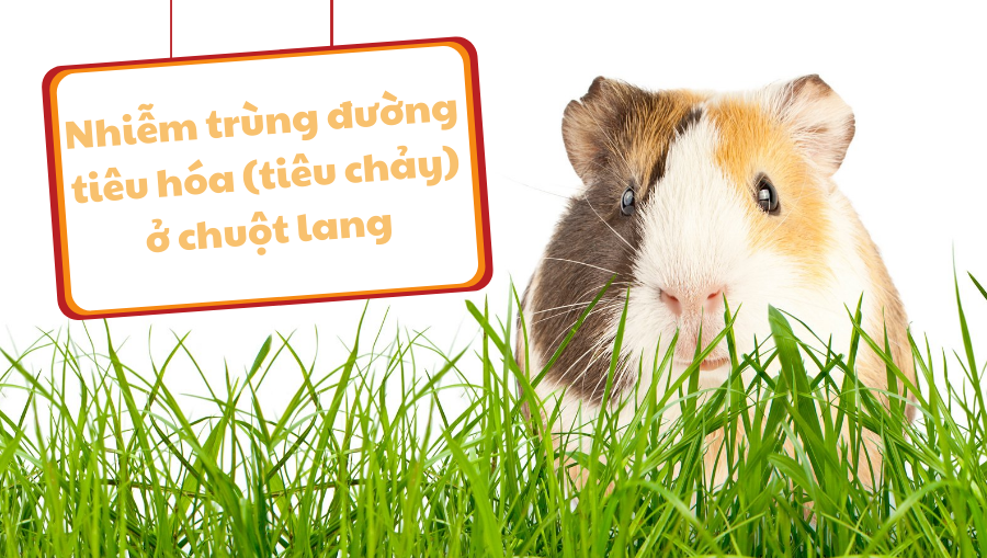 Nhiễm Trùng đường Tiêu Hóa (tiêu Chảy) ở Chuột Lang
