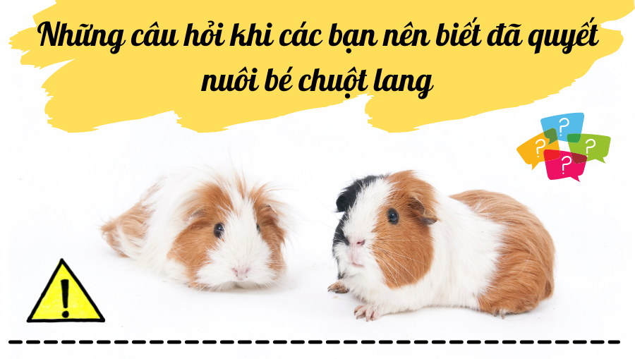 Những Câu Hỏi Khi Các Bạn Nên Biết đã Quyết Nuôi Bé Chuột Lang