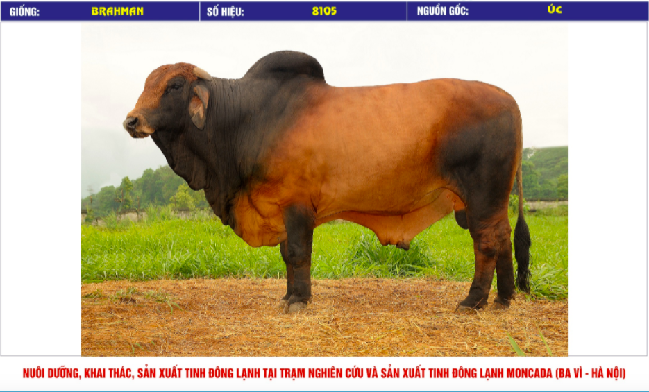 Tinh_bo_brahman_vinalica _8105_0972502797 (1)