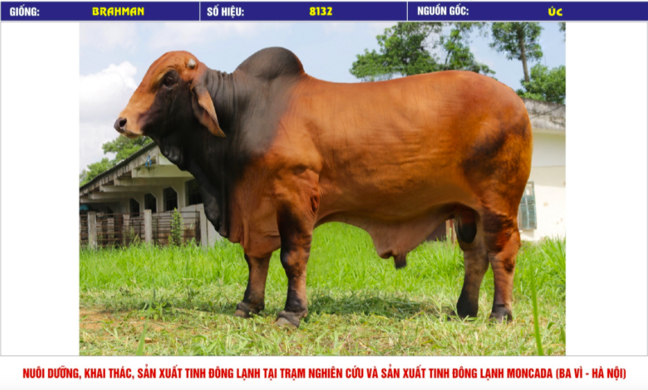 Tinh_bo_brahman_vinalica _8132_0972502797