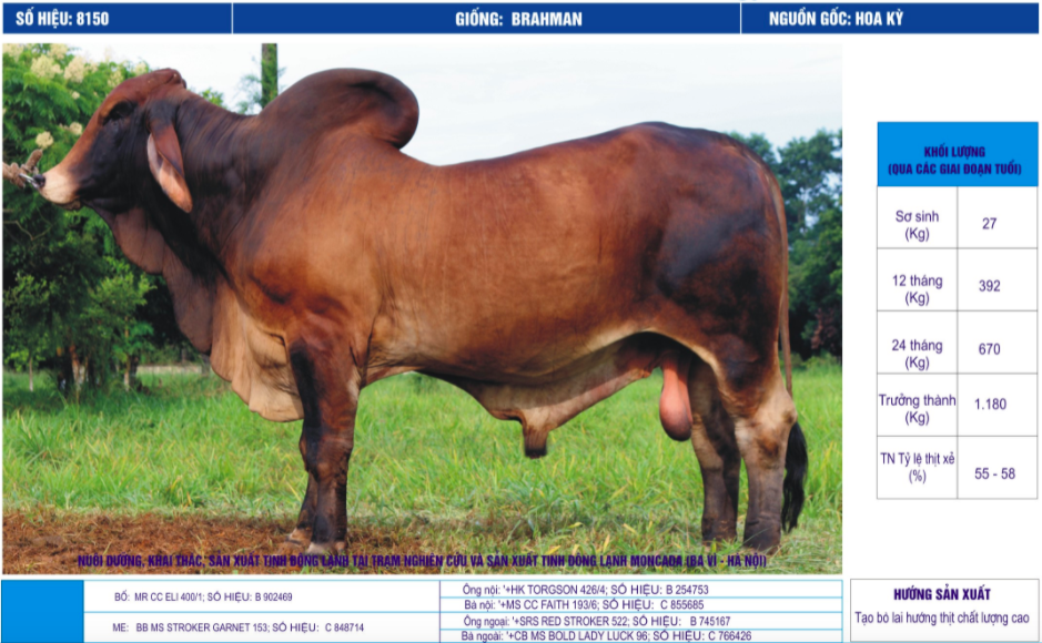 Tinh_bo_brahman_vinalica _8150_0972502797