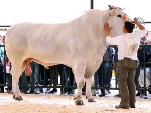 Tinh_bo_chianina_y_0972502797 (1)