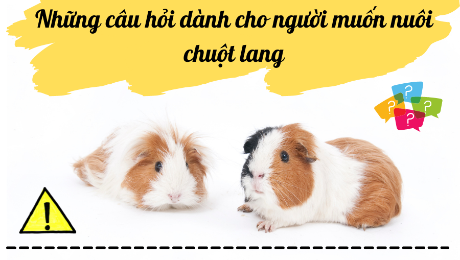 Thiết Kế Không Tên (17)