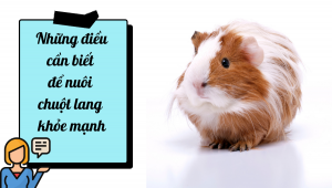 Thiết Kế Không Tên (19)