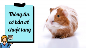 Thông Tin Cơ Bản Về Chuột Lang