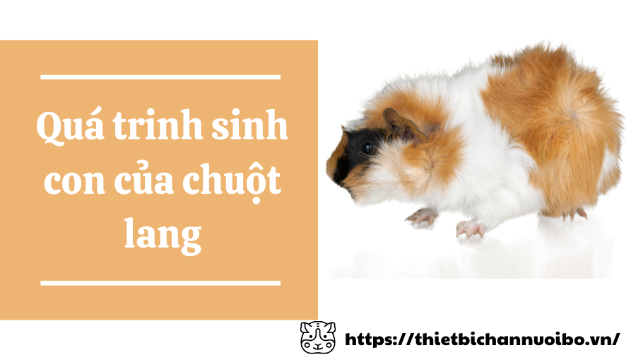 Quá Trinh Sinh Con Của Chuột Lang