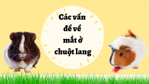 Thiết Kế Không Tên (29)