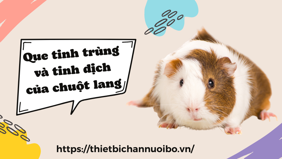 Thiết Kế Không Tên (41)