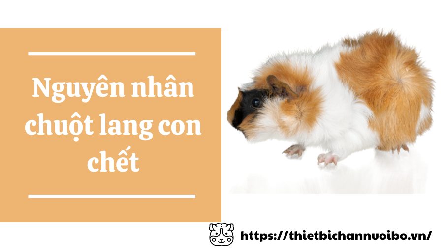 Thiết Kế Không Tên (46)