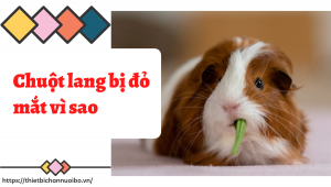 Thiết Kế Không Tên (51)