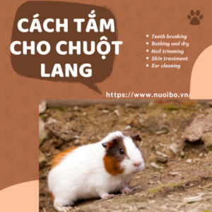 Nhung-cau-hoi-danh-cho-nguoi-muon-nuoi-chuot-lang-(32)5137_450x450