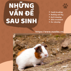 Nhung-cau-hoi-danh-cho-nguoi-muon-nuoi-chuot-lang-(45)0337_450x450