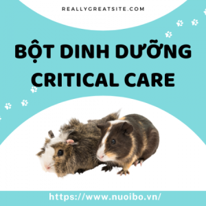 Nhung-cau-hoi-danh-cho-nguoi-muon-nuoi-chuot-lang-(56)9946_450x450