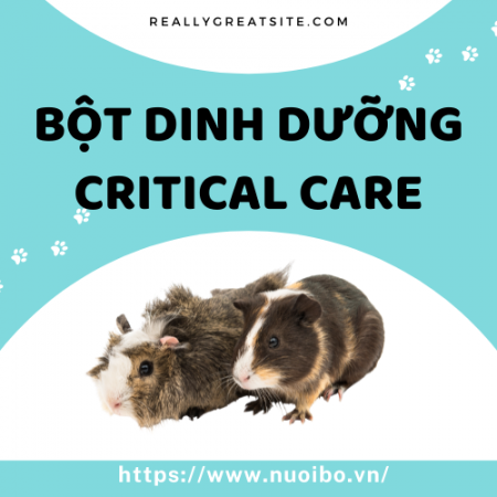 Nhung-cau-hoi-danh-cho-nguoi-muon-nuoi-chuot-lang-(56)9946_450x450