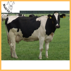Tinh_bo_sua_holstein_friesian_usa_0906732376