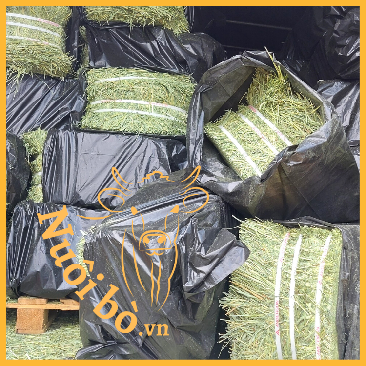 Co_kho_timothy_kien_0906732376_nuoibo.vn_4 (1)