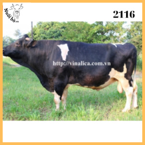 Tinh-bo-sua-2116-0906732376