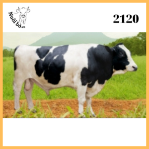 Tinh-bo-sua-2120-0906732376