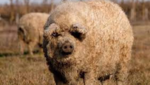 Thiết Kế Chưa Có Tên (28)