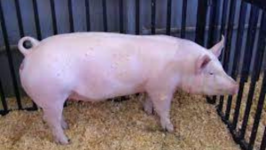 Thiết Kế Chưa Có Tên (30)