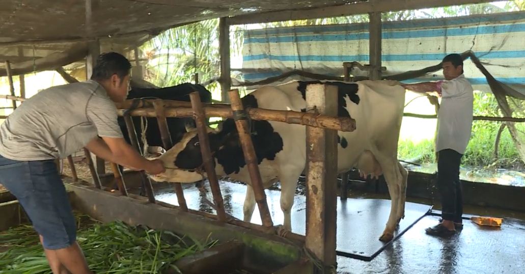 Nguyen-nhan-ti-le-dau-thai-thap-o-bo-sua-va-bien-phap-khac-phuc-21591