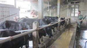 14-20-06_nuoi_bo_3_b_nhot_chuong