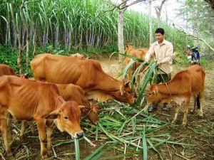 Kinh-nghiem-nuoi-bo-thit