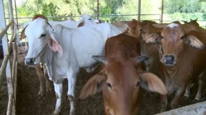 Mo-hinh-chan-nuoi-bo-thit-hieu-qua-2